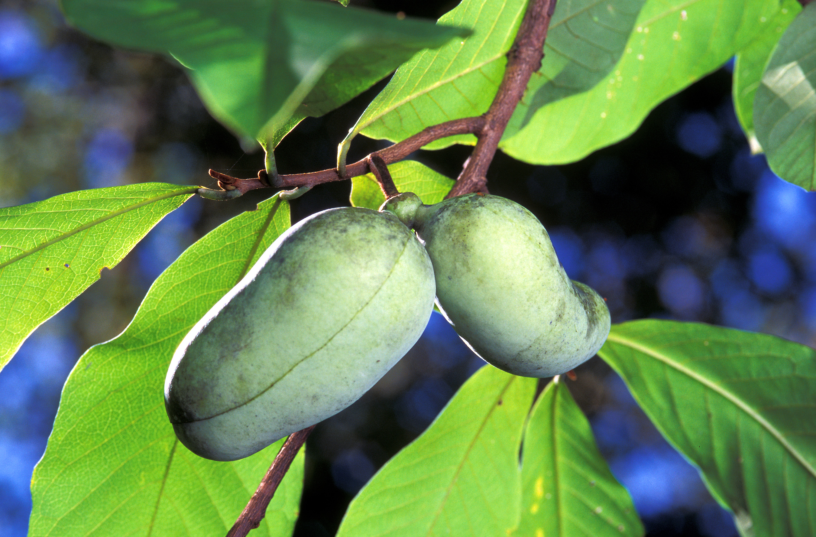 How to grow pawpaw trees
